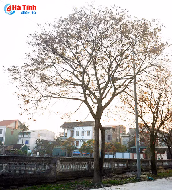 ngam sac vang tuyet dep mua loc vung thay la o tp ha tinh