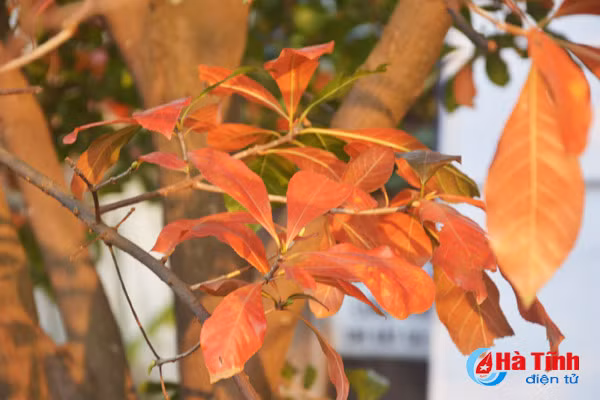 ngam sac vang tuyet dep mua loc vung thay la o tp ha tinh