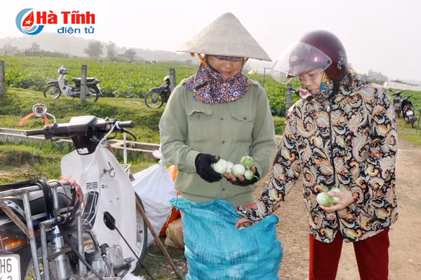 1 sao ca bang 7 sao lua thuong lai thu mua tan dong