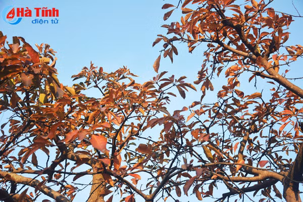 ngam sac vang tuyet dep mua loc vung thay la o tp ha tinh