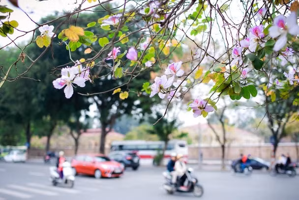 nao long voi mot ha noi dep diu dang cac mua hoa thang 3