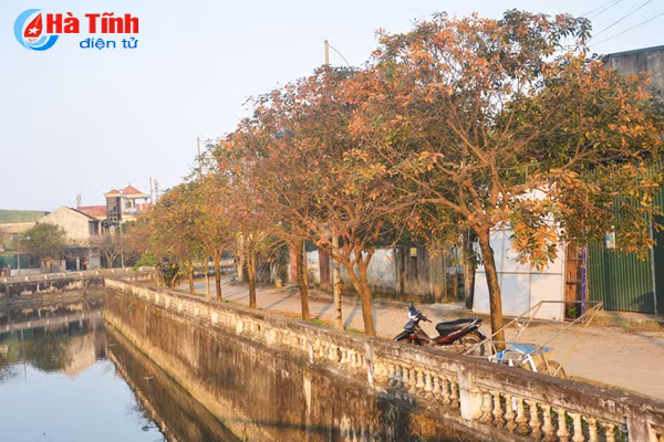 ngam sac vang tuyet dep mua loc vung thay la o tp ha tinh