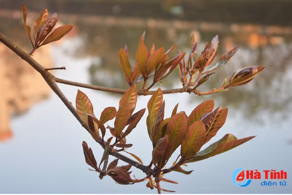 ngam sac vang tuyet dep mua loc vung thay la o tp ha tinh