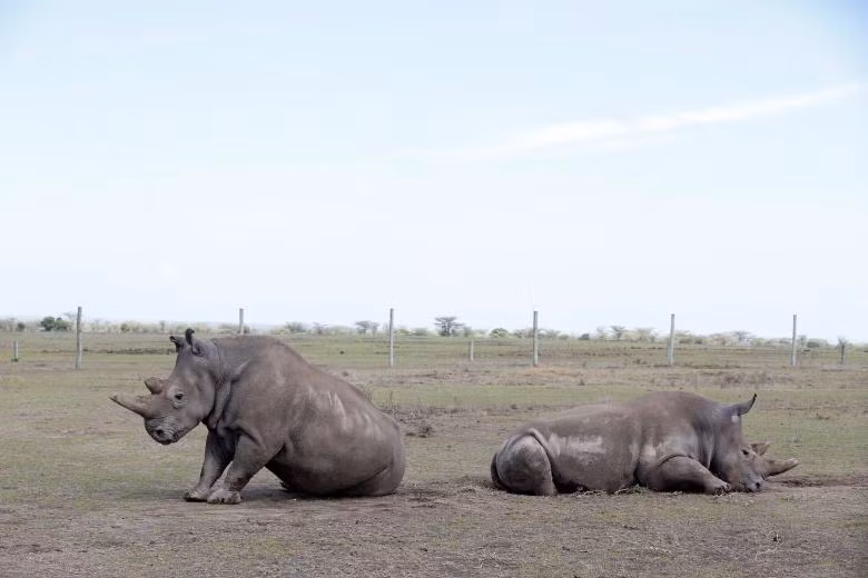 3 ca the te giac trang phuong bac cuoi cung con song tren trai dat