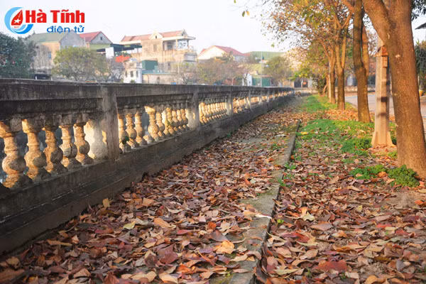 ngam sac vang tuyet dep mua loc vung thay la o tp ha tinh