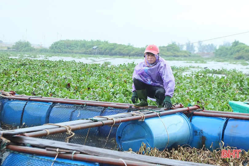 Sáng 6/9, thời tiết mưa to, song ông Vinh đã có mặt từ sớm để giằng néo lồng bè. 45.jpg