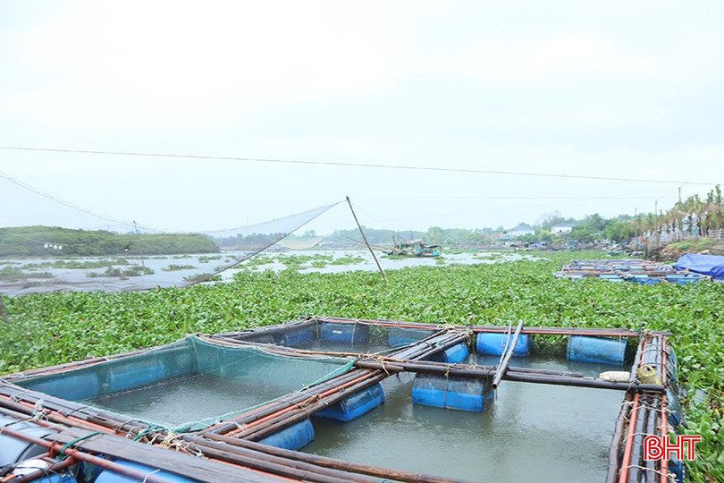 Nhiều lồng bè nuôi cá tại Thạch Sơn đang vào thời điểm thu hoạch. 4.jpg