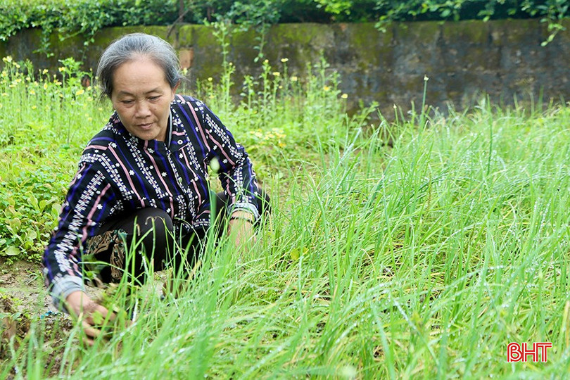 Cải tạo vườn tạp, bà Trần Thị Ánh có thêm thu nhập từ trồng các loại rau màu. bqbht_br_ls3.jpg