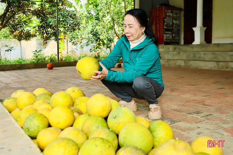 Hơn 2/3 diện tích bưởi Diễn của bà Khương đã được thu hoạch. bqbht_br_k4.jpg