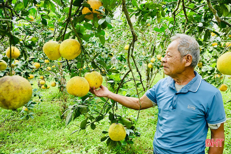 Vườn bưởi của ông Linh dự kiến sẽ thu hoạch vào giữa tháng Chạp. bqbht_br_k6.jpg