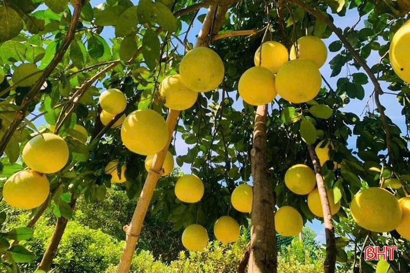 Huyện Hương Khê đã thu hoạch hơn 80% diện tích bưởi Phúc Trạch. 5.jpg