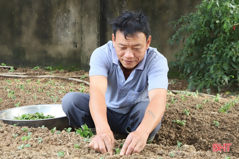 Nghề trồng hoa tết đem lại nguồn thu nhập khoảng 45 triệu đồng/vụ cho gia đình ông Lộc. 5-6020-9911.jpg