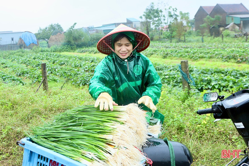 Chị Hương phấn khởi khi kiệu được giá, dễ tiêu thụ ngay từ đầu vụ. bqbht_br_b3.jpg