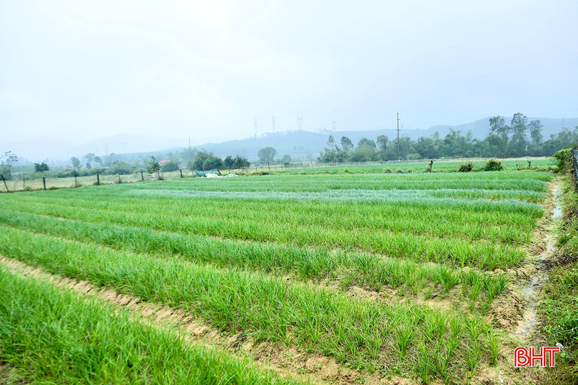 Xã Kỳ Đồng (huyện Kỳ Anh) là vùng trồng kiệu có tiếng tại Hà Tĩnh. bqbht_br_b5.jpg