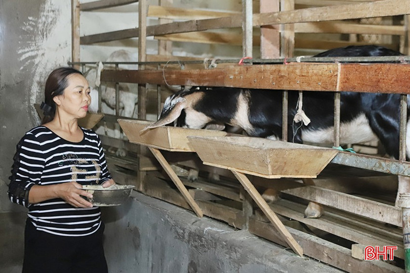 Bà Nguyễn Thị Thành - Vợ ông Hiếu chăm sóc đàn dê của gia đình. bqbht_br_4.jpg