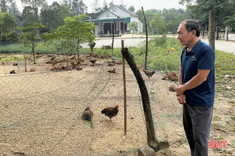 Ông Vính là một trong những hộ có kinh nghiệm nuôi gà hàng chục năm, song vẫn phải "gánh lỗ" lứa gà xuất bán gần nhất. bqbht_br_d5.jpg