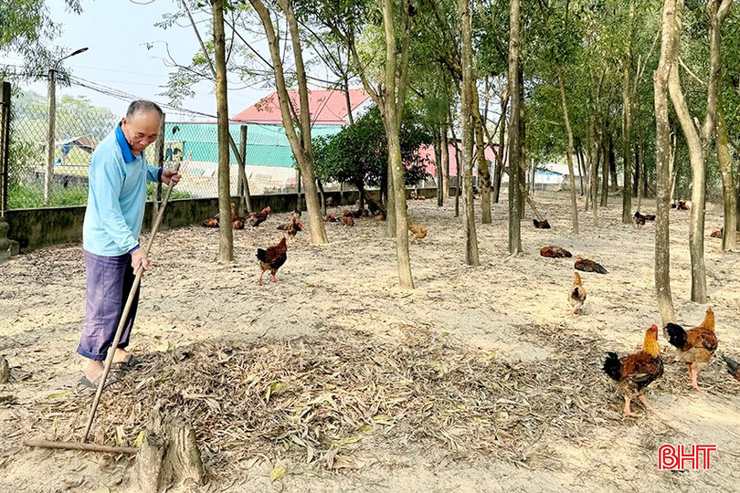 Ông Chỉ vệ sinh vườn thả gà với hy vọng thuận tiện cho việc tiêu thụ sắp tới. bqbht_br_d7.jpg