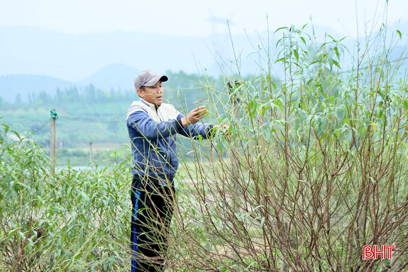 Tuốt lá đào là công đoạn đòi hỏi sự cẩn thận, tỉ mỉ, thực hiện hoàn toàn thủ công. bqbht_br_j6.jpg