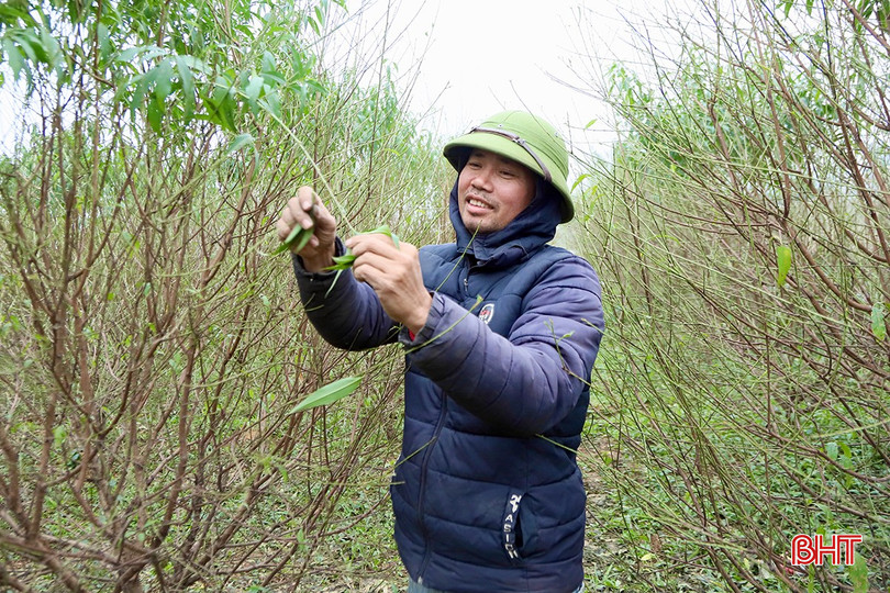 Sau 2 năm chăm sóc, ông Nghĩa kỳ vọng vụ đào "thắng lợi" trong dịp tết Ất Tỵ. bqbht_br_j7.jpg