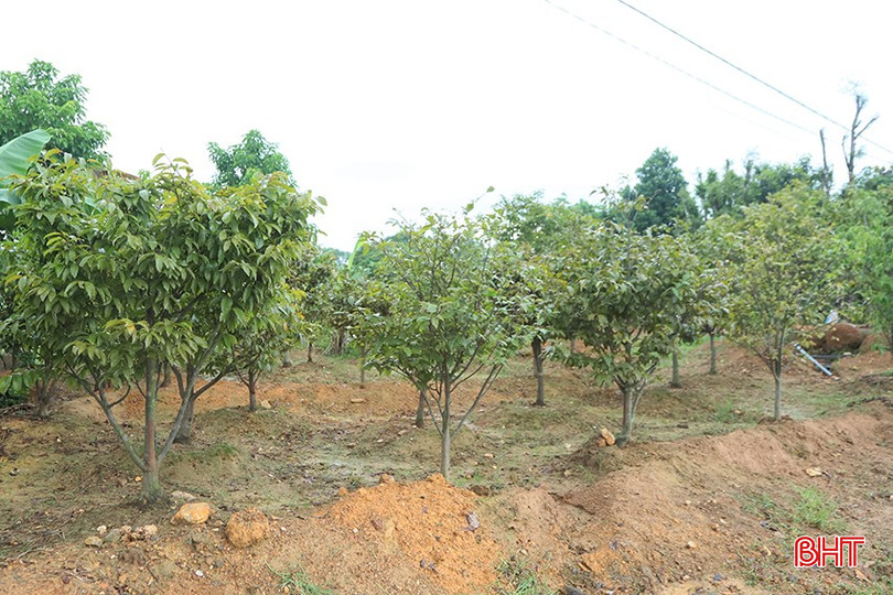 Các gốc mai thấp được người dân vun luống cao, hạn chế nguy cơ ngập úng. 4.jpg