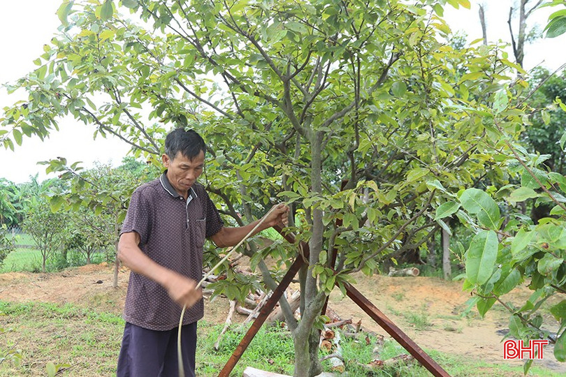 Ông Phạm Hùng Anh - hộ dân trồng mai tại xã Kỳ Hoa chủ động bảo vệ cây trồng trước tin mưa bão. 3.jpg