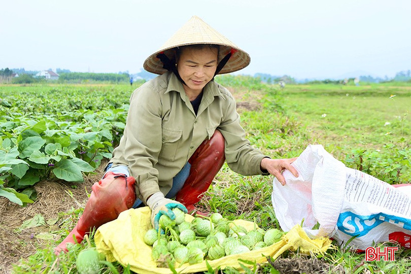 Bà Quý bắt đầu thu hái cà dừa đợt đầu tiên. bqbht_br_1.jpg