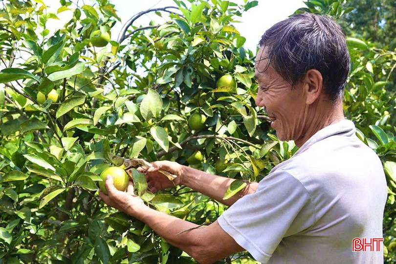 Nhiều diện tích trồng cam tại Vũ Quang đang bước vào giai đoạn cao điểm thu hoạch. bqbht_br_kiiii.jpg