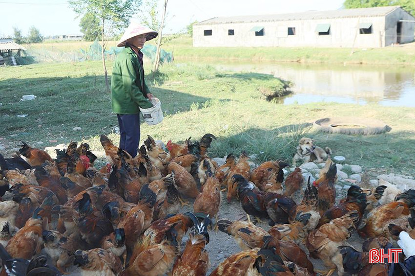 Từ vùng đất bị bỏ hoang, ông Võ Quang Lộc xây dựng trang trại chăn nuôi tổng hợp, đem lại hiệu quả kinh tế cao. 4.jpg