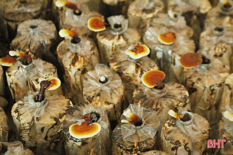 Nấm lim xanh là loại nấm cho lợi nhuận cao nên chị Anh dự định phát triển trong thời gian tới. bqbht_br_h3.jpg