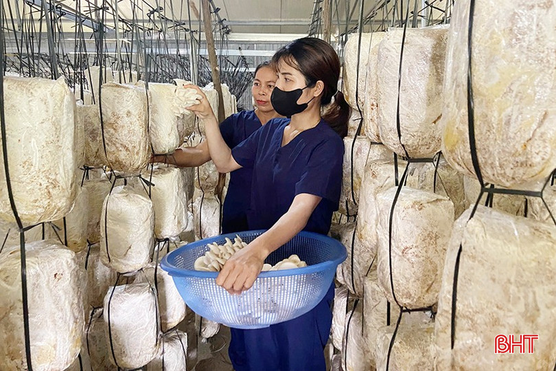 Mô hình trồng nấm mang lại việc làm cho nhiều lao động địa phương. bqbht_br_h2.jpg