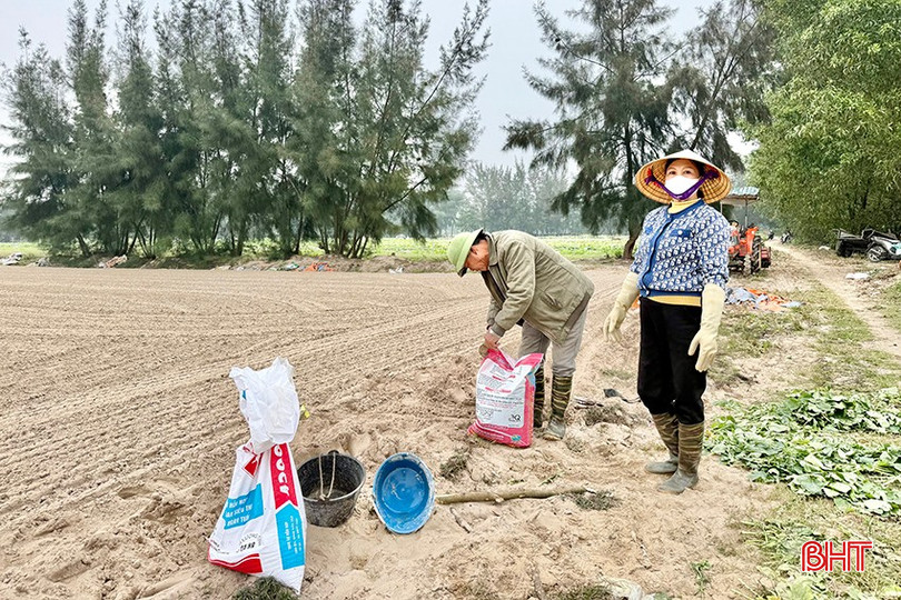Gia đình ông Hoàng dự kiến gieo trỉa khoảng 10 sào lạc. bqbht_br_j4.jpg