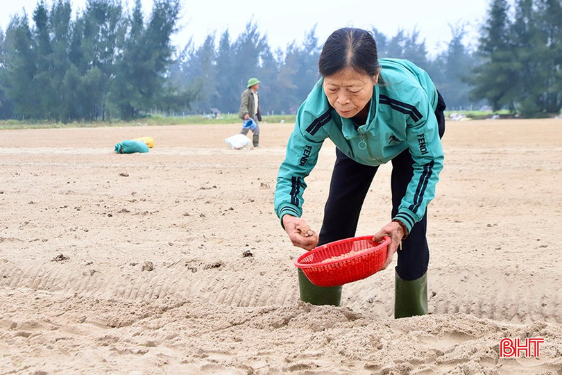 Bà con tranh thủ thời tiết thuận lợi xuống giống lạc xuân. bqbht_br_j1.jpg