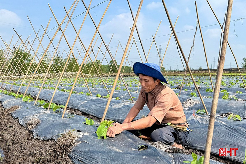 Ông Trần Hậu Vơi bám đồng chăm sóc lứa dưa chuột xuống giống từ cuối tháng Chạp. bqbht_br_j2.jpg