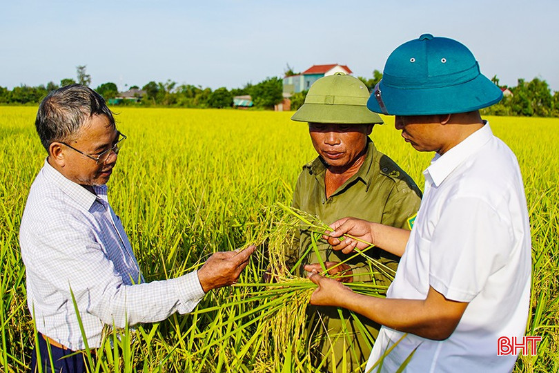 Nông dân Cẩm Bình sản xuất lúa hữu cơ đem lại hiệu quả kinh tế cao. (Ảnh: Hương Thành). hth07242-51.jpg