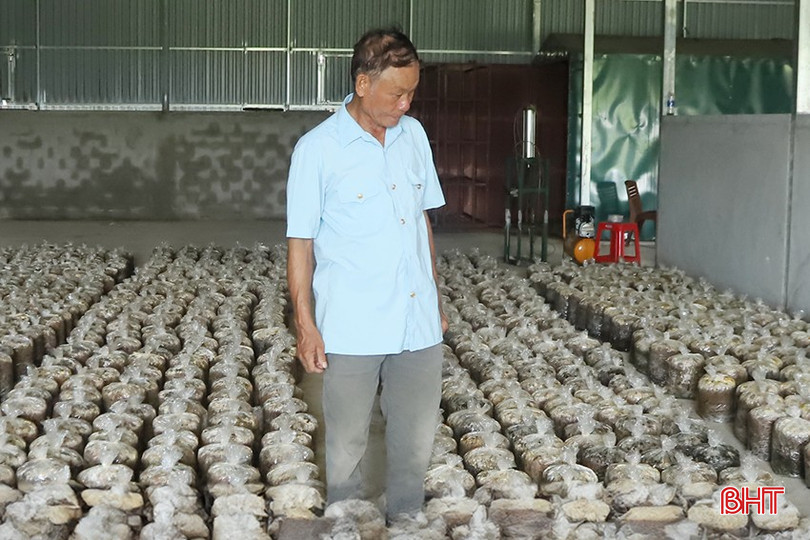 Ông Tuận kiểm tra các phôi giống trước khi tiến hành treo dây. 2.jpg