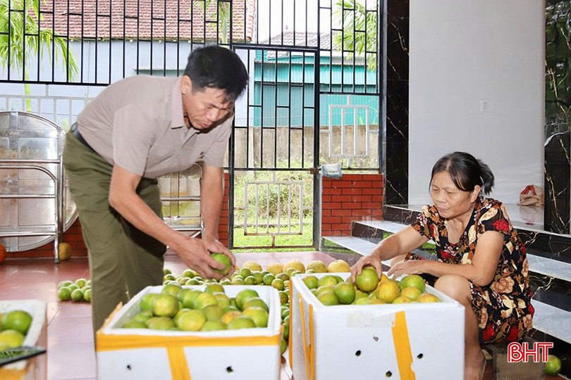 Người dân các xã miền núi Hà Tĩnh đóng gói đặc sản cam chanh đầu mùa đi tiêu thụ tại các tỉnh/thành trong nước. bqbht_br_4.jpg