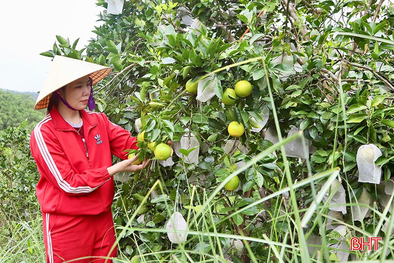 Trong 2 tuần đầu thu hoạch, chị Phương đã xuất bán hơn 2 tấn cam chanh. bqbht_br_6.jpg