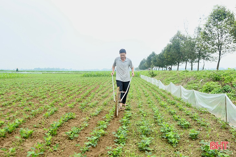 Sau khi phun thuốc phòng trừ sâu bệnh đợt 1, ông Sơn tập trung làm cỏ, chuẩn bị bón thúc giúp tăng cường sức đề kháng cho cây. bqbht_br_1.jpg