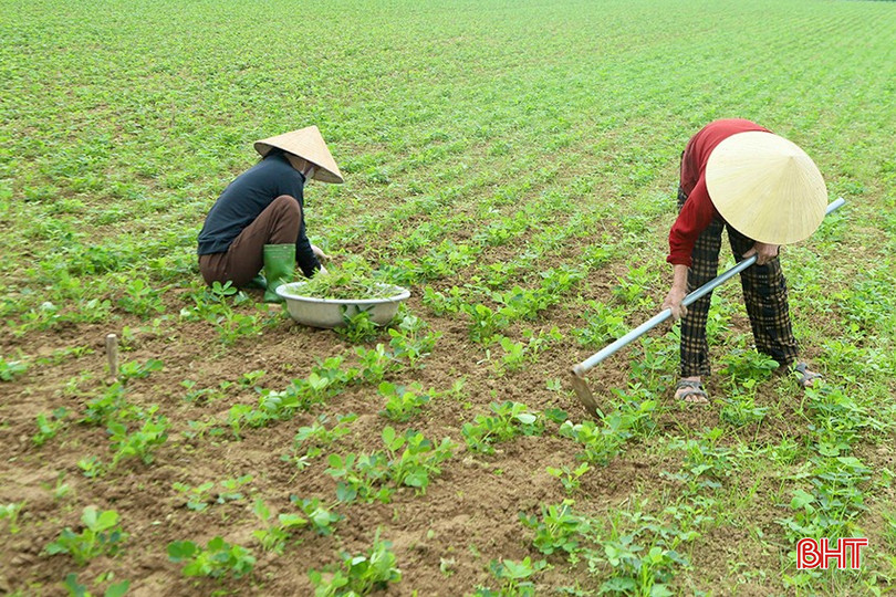 Bà con xã Tùng Châu tích cực bám đồng chăm sóc, theo dõi diễn biến phát triển cây lạc. bqbht_br_2.jpg