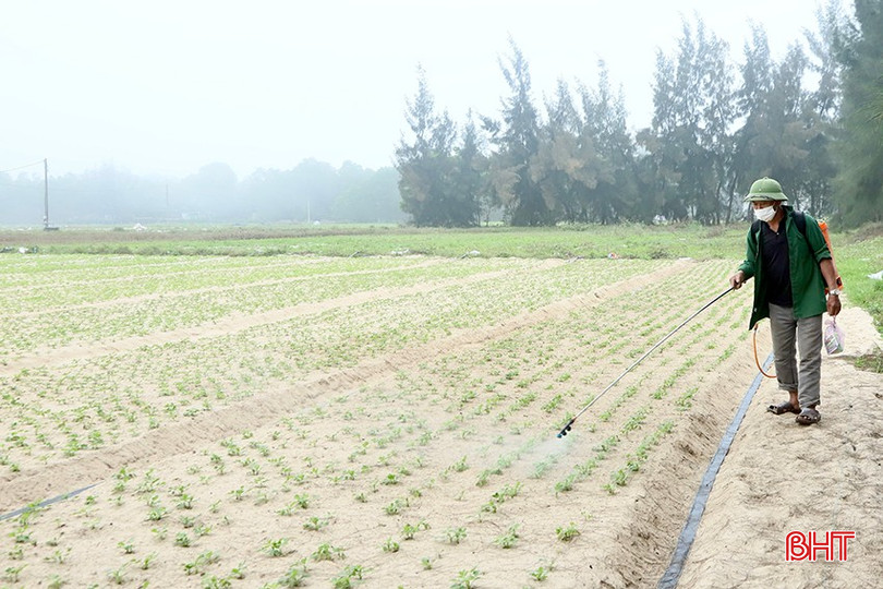 Nhiều hộ dân đã phun thuốc phòng trừ đợt 2, tránh lây lan sâu bệnh. bqbht_br_7.jpg