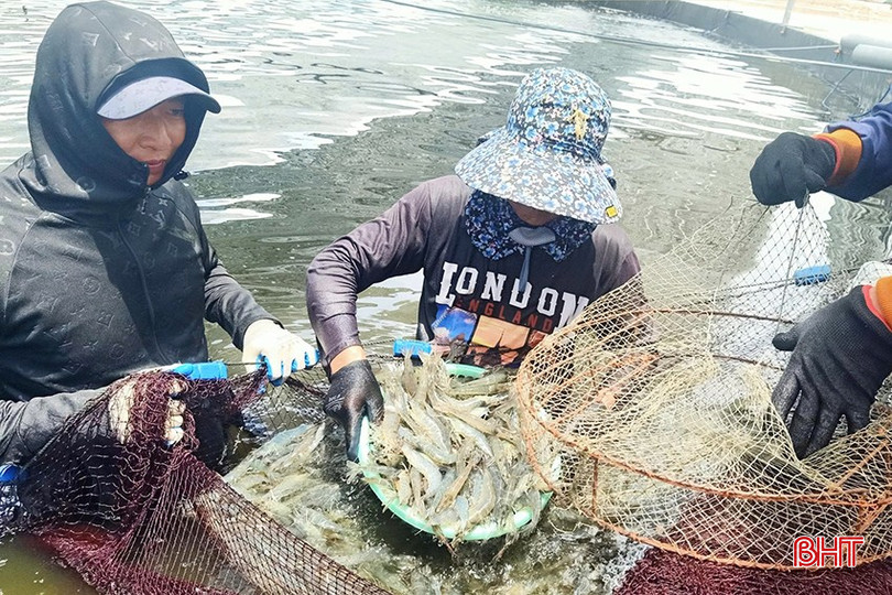 Nhiều diện tích nuôi trồng thủy sản cho năng suất cao nhờ áp dụng các biện pháp thích ứng với biến đổi khí hậu. bqbht_br_l5.jpg