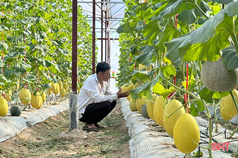 Trồng dưa lưới nhà màng giảm thiểu rủi ro bởi diễn biến bất thường của thời tiết, tăng thời vụ, đem lại hiệu quả kinh tế cao. bqbht_br_l2.jpg