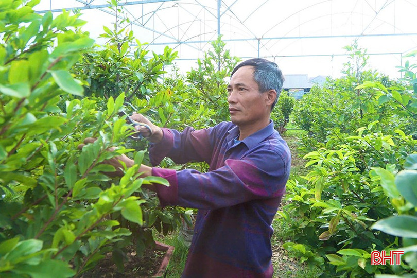 Ông Trần Hậu Nhân đảm nhận công việc chăm sóc vườn mai dự kiến cho doanh thu khoảng 500 triệu đồng trong dịp Tết Ất Tỵ. bqbht_br_j2.jpg