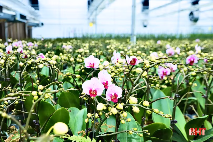 Vườn lan tại xã Thạch Khê (TP Hà Tĩnh) rạng rỡ chào xuân.