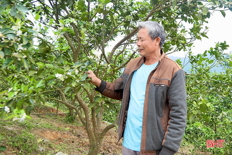 Ông Dương Công Lưu chăm sóc hàng trăm gốc cam đang trong giai đoạn ra hoa. bqbht_br_1.jpg