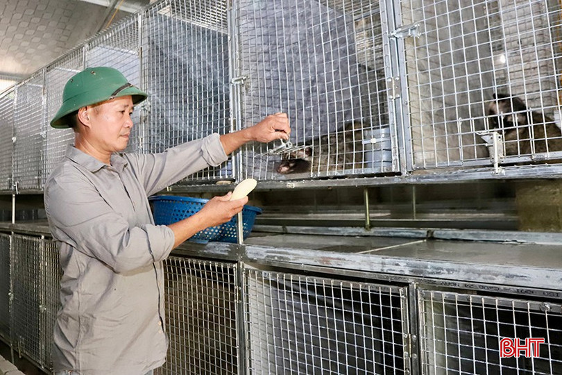 Anh Võ Huy Hoàng là người khởi xướng cho mô hình nuôi chồn hương tại xã Đức Lạng. bqbht_br_k6.jpg