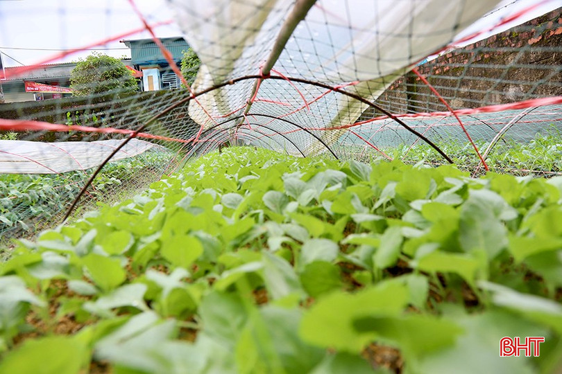Với sự chủ động của người dân, nhiều diện tích rau màu được bảo vệ trước diễn biến bất thường của thời tiết. bqbht_br_5.jpg