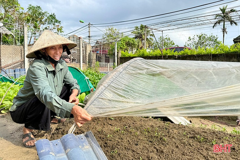 Bà Loan chi hơn 500.000 đồng để mua túi bóng, hệ thống lưới phủ giúp bảo vệ cây trồng khi mưa lớn. bqbht_br_6.jpg