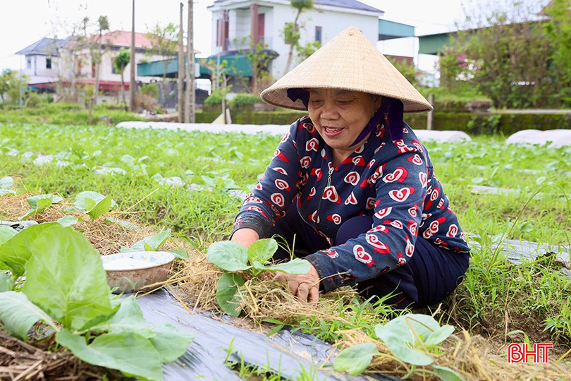 Sau khi phủ ni lông, người dân còn phủ thêm rơm rạ, bón đạm để đảm bảo điều kiện sinh trưởng tốt cho cây trồng, giảm thiểu thiệt hại do mưa lớn. bqbht_br_7.jpg