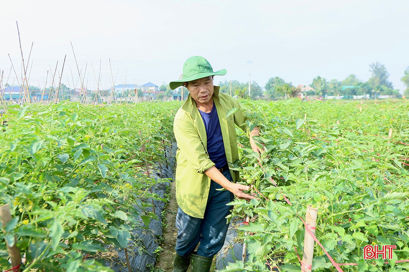 Ông Lê Hữu Trung - Trưởng thôn Thọ (xã Thạch Liên) kiểm tra diện tích gieo trồng cà chua của tổ hợp tác. bqbht_br_d1.jpg